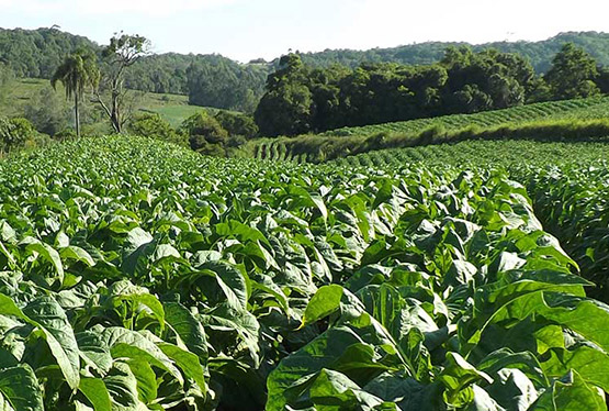 Imagem hybrids-bacterial-wilt-tolerant-pvh09-362