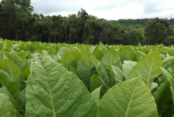 Imagem burley-tolerantes-a-murcha-bacteriana-e-fusarium-hb4151p-94