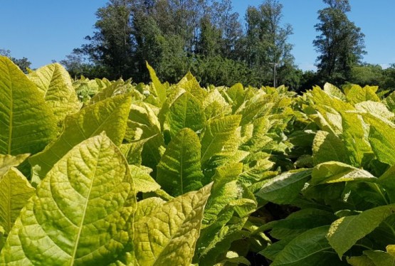 Imagem hybrids-black-shank-resistant-hb4192p-388
