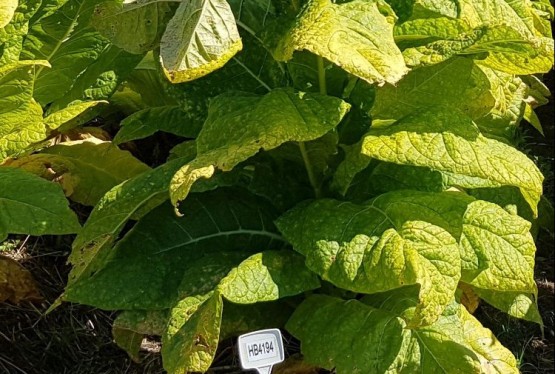 Imagem hybrids-nematode-resistant-hb4194p-387