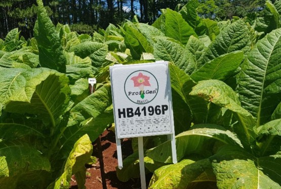 Imagem burley-tolerantes-a-murcha-bacteriana-e-fusarium-hb4196p-353