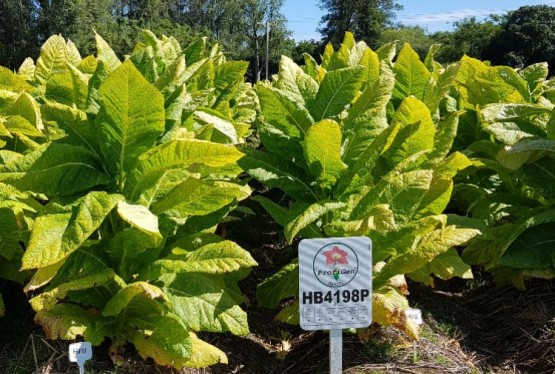 Imagem hybrids-nematode-resistant-hb4198p-439