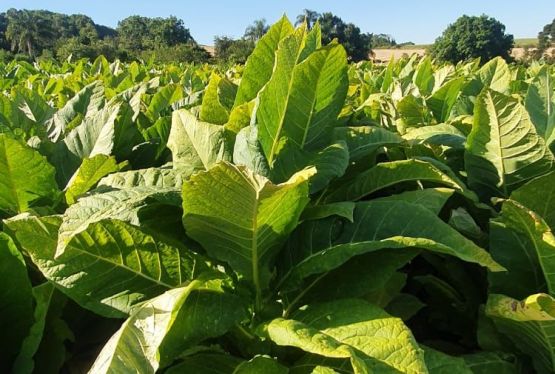 Imagem burley-ciclo-longo-hb4202p-467