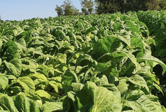 Imagem virginia-resistentes-a-pvy-pvh2409-469