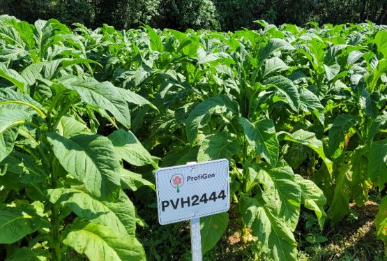 Imagem virginia-ciclo-longo-pvh2444-466