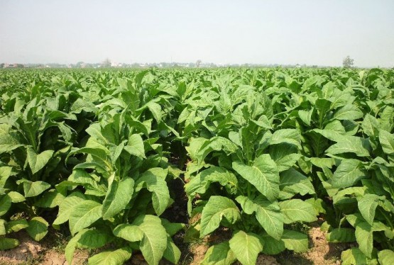 Imagem hybrids-tmv-resistant-pvh51-442