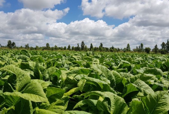 Imagem hybrids-nematode-resistant-pvh2259-368