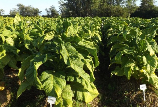 Imagem virginia-resistentes-a-pvy-pvh2261-99