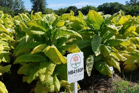 Imagem burley-tolerantes-a-murcha-bacteriana-e-fusarium-hb4180p-350