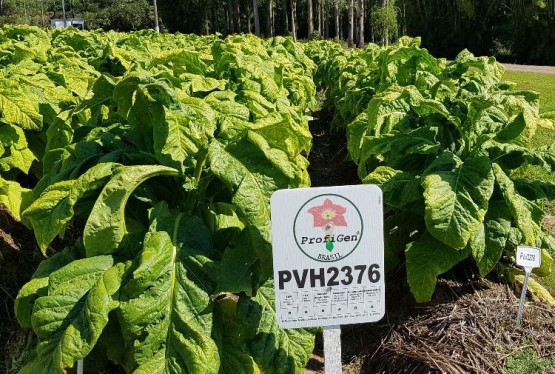 Imagem hybrids-nematode-resistant-pvh2376-444