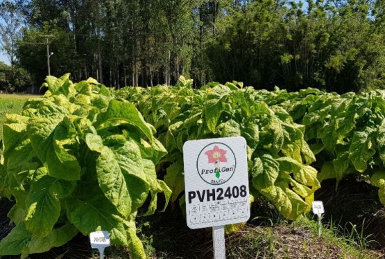 Imagem hybrids-nematode-resistant-pvh2408-446