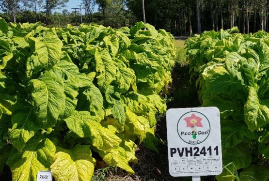 Imagem hybrids-tmv-resistant-pvh2411-447